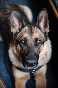 The Denver Public Library - Dog Photo